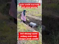 Istri datangi suami sedang enak-enak dengan janda sem0k