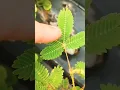 Download Lagu Did you see The Shyness of Mimosa Pudica, Touch Me not Plant?