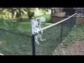 CRAFTY DOG defeats coyote rollers