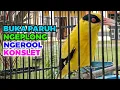 Download Lagu UNIK NGEPLONG LANTANG KONSLET TAJAM !!! KEPODANG EMAS GACOR BONGKAR ISIAN MEMBUAT LAWAN IKUT EMOSI