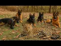 Download Lagu Seis Pastores Alemanes Decidieron Que Este LEOPARDO Forma PARTE De Su Manada