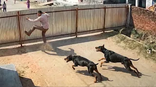                                                               دندنها