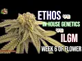 Week 6 Of Flower Ethos Vs ILGM Vs IN HOUSE GENETICS