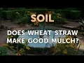 Does Wheat Straw Make Good Mulch