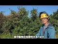 [500 tsubo in just 2 hours] Takeuchi CTL x FAE Mulcher is amazing at clearing an overgrown tea pl...