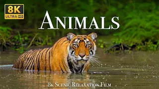 Animals 8K - Scenic Wildlife Film With Calming Music