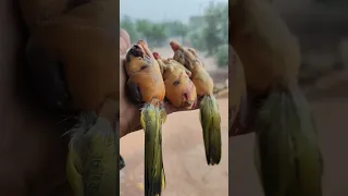 مانوع الطائر                                       هجرة الطيور  عالم الصيد دندنها