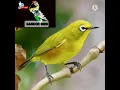 Download Lagu MASTERAN DAN TERAPI PLECI BIYAR CEPAT BUKPAR DI JAMIN LANGSUNG NYAUT