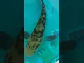 Kuras tank chana maru 30cm+