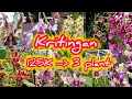 Download Lagu Kritingan #anggrekdendrobium pra dewasa 125K dapat 3 plant