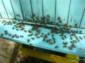 Apis Mellifera Mellifera