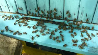 Apis Mellifera Mellifera