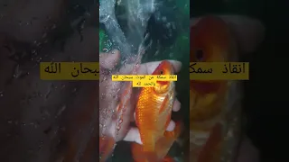 إنقاذ سمكة من الموت سبحان الله والحمد لله Shorts 