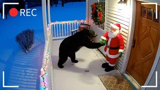 animals scared by christmas decorations caught on camera cctv 