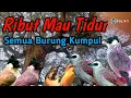 Download Lagu Ribut Sore Hari‼️,Suara Burung Mau Tidur Khas Pikat