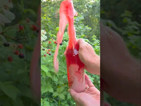 Making soda from wild blackberries