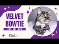 Velvet Cat Collars with Bowties Bells KioKatt Product Showcase