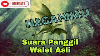 Download Clear Swallow Calling Sound Without Noise || Sp walet Berkualitas Green Dragon MP3