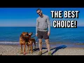 Rhodesian Ridgeback Training Guide