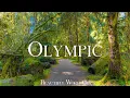Olympic National Park 4K U Home to Diverse Ecosystems Relaxation Film Calming Music
