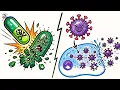 Lesson 4 Year 6 Science Microbes and Hygiene - Preventing Disease