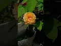 Download Lagu #tasbih #tahmid #tahlil #takbir #flowers #flower #nature #islam @AyishaAbdulBasith