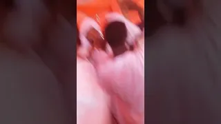 الشاعر القامه ودعجل الكباشي 