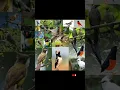 Download Lagu kombinasi tembakan kasar, kombinasi tembakan kasar 6 in 1 #shortvideo #shorts