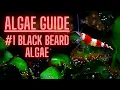 Download Lagu AQUARIUM ALGAE GUIDE Ep #1 Black Beard Algae - How to KILL BBA