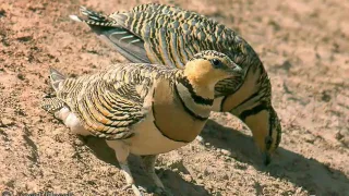 شيلة انا مفتون ومعنى أبوبركات 