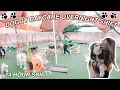 DOGGY DAYCARE OVERNIGHT VLOG WHAT I DO AT WORK 14 HOUR SHIFT