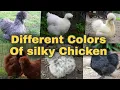 10 Different colors silky chicken Cute silky chicken Farming grow bd
