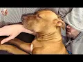 Download Lagu Unwanted Pit Bull On Euthanasia List Becomes A Family’s Hero