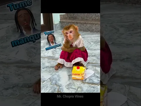 मम्मी डांटोगी नहीं ना 😂😂 #comedy #realfools #mrchopravines #monkeycomedyvideo #funny #animal #viral