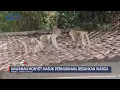 Download Lagu Diduga Kelaparan, Kawanan Monyet Masuk Permukiman Warga di Kediri #SeputariNewsPagi 04/10