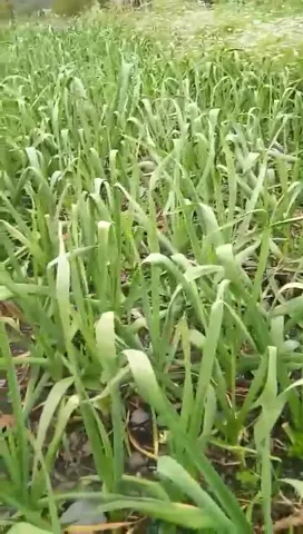 लहसुन की खेती के लिए कौन सी खाद संजीवनी,सिरमौर के संदीप कुमार को सुनें  |  वनइंडिया हिंदी