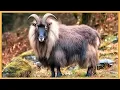Download Lagu Himalaya Wildlife | Geheimen van de Meest Extreme Overlevers van de Natuur