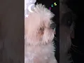 Shih Tzu com sindrome de down