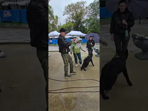Как успокоить собаку (Один из способов) #собака #животные #воспитание #овчарка #спокойствие #баланс