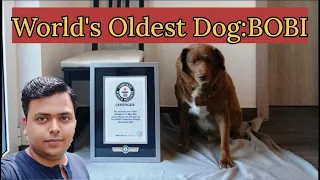 The Astonishing Secret of Bobi, the Oldest Living Dog on Earth! | Abhinav Mishra | iDzire