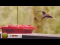 Download Lagu unik, cara burung Kolibri paruh panjang makan nektar buatan
