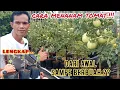 Lagu tutorial cara menanam tomat dari awal sampe panen.#tomat #garden