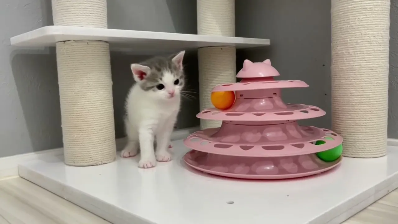 動画