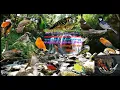 Download Lagu masteran handaal untuk burung murai kacer dan burung kicau lainya
