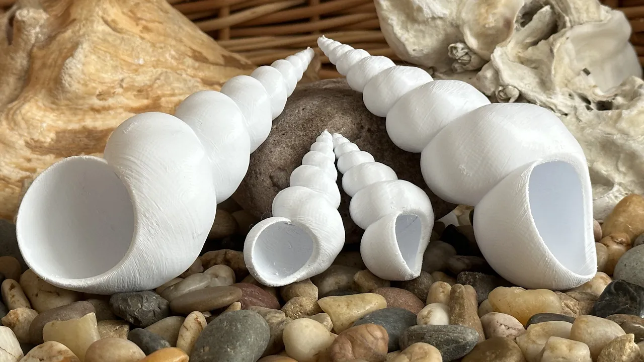 Turritellid Seashell (short)