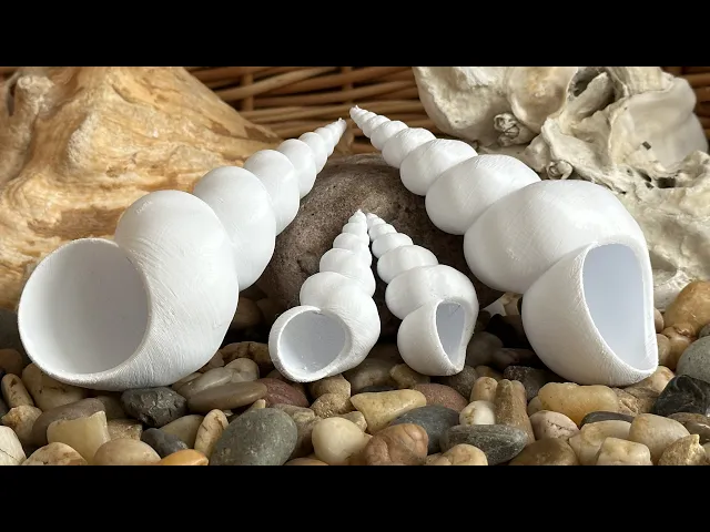 Turritellid Seashell (long) video thumbnail