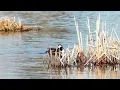 Drake Hooded Merganser