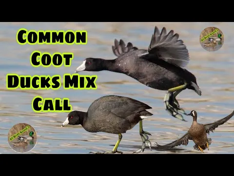 Download MP3 common coot ducks mix call 2022 || Coot birds best sound || Coot ki awaz || Duck call sound 2022