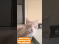 Download Lagu gimana reaksi nya ya kalo kucing mendengarkan lagu mesir kuno #shorts