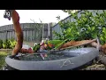 Australian Bird Bath Cam | 20/1/26 | rainbow lorikeets | crazy sounds | cat tv | feeding | galahs